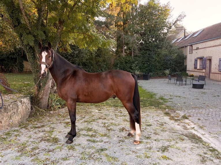 Selle Francais Wallach 4 Jahre 161 cm Dunkelbrauner in La Puisaye