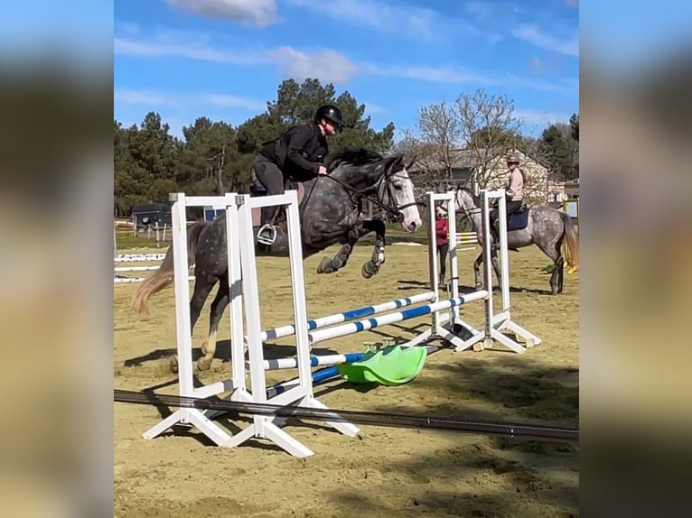 Selle Francais Wallach 4 Jahre 163 cm Apfelschimmel in Antogny le tillac