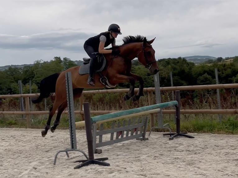 Selle Francais Wallach 4 Jahre 165 cm Brauner in Rumilly