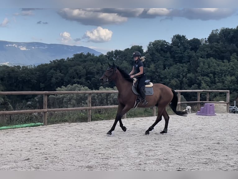 Selle Francais Wallach 4 Jahre 165 cm Brauner in Rumilly
