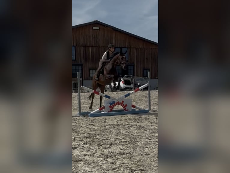 Selle Francais Wallach 4 Jahre 165 cm Brauner in Trooz