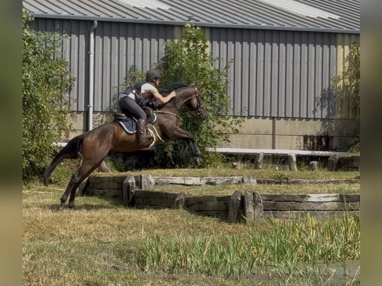 Selle Francais Wallach 4 Jahre 165 cm Brauner in Trooz
