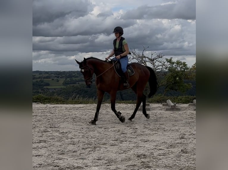 Selle Francais Wallach 4 Jahre 165 cm Brauner in Trooz