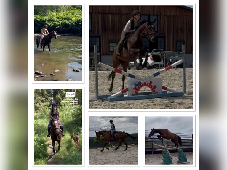 Selle Francais Wallach 4 Jahre 165 cm Brauner in Trooz