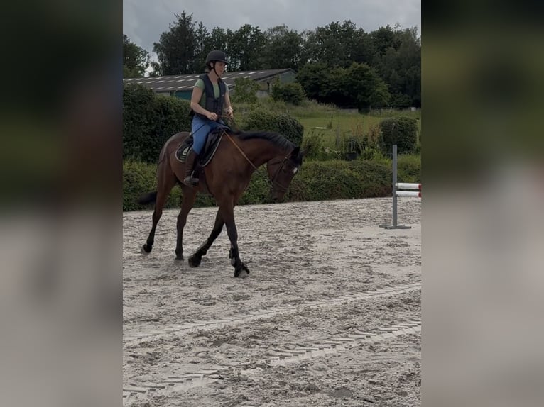 Selle Francais Wallach 4 Jahre 165 cm Brauner in Trooz