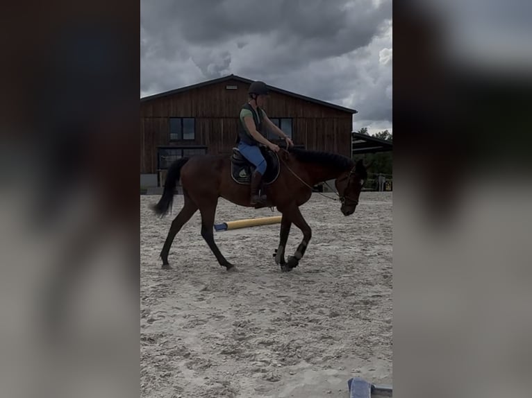 Selle Francais Wallach 4 Jahre 165 cm Brauner in Trooz