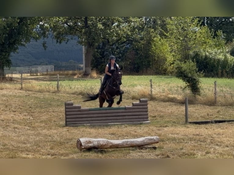 Selle Francais Wallach 4 Jahre 165 cm Brauner in Trooz