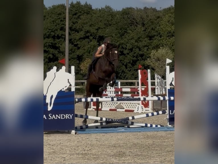 Selle Francais Wallach 4 Jahre 165 cm Brauner in Trooz