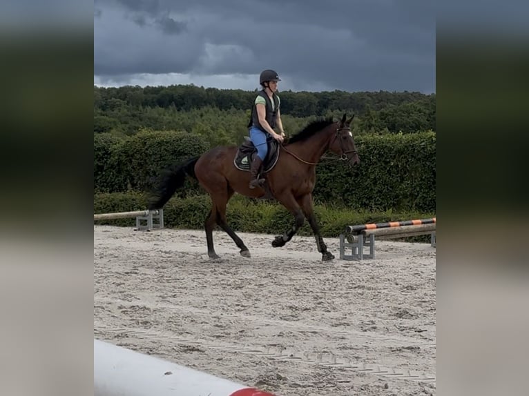 Selle Francais Wallach 4 Jahre 165 cm Brauner in Trooz