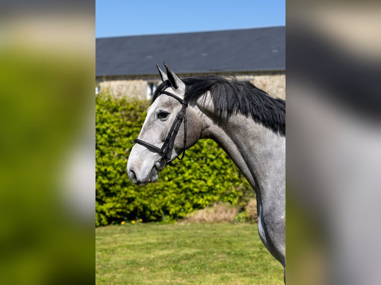 Selle Francais Wallach 4 Jahre 165 cm Schimmel in Saint-Pierre-de-Coutances