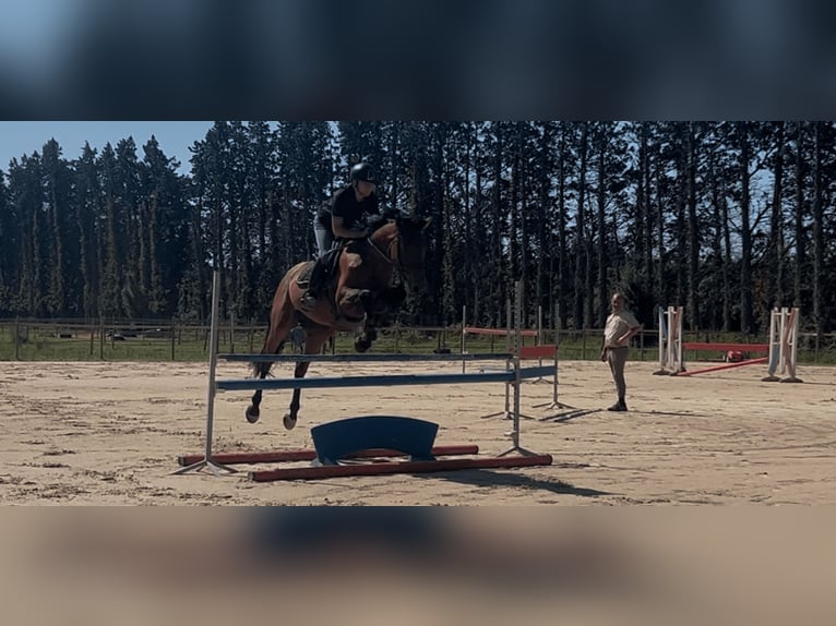 Selle Francais Wallach 4 Jahre 166 cm Brauner in La Crau