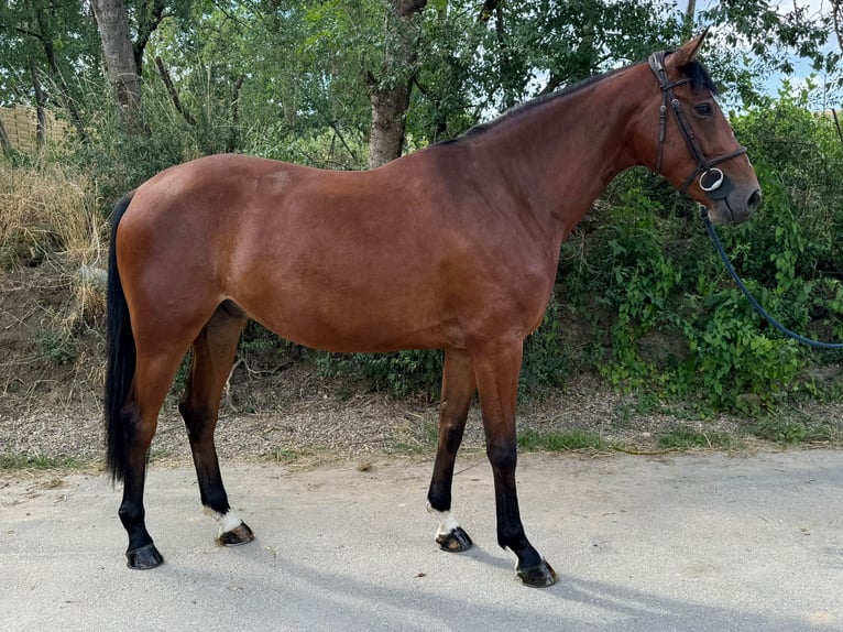 Selle Francais Wallach 4 Jahre 166 cm Brauner in Peltre