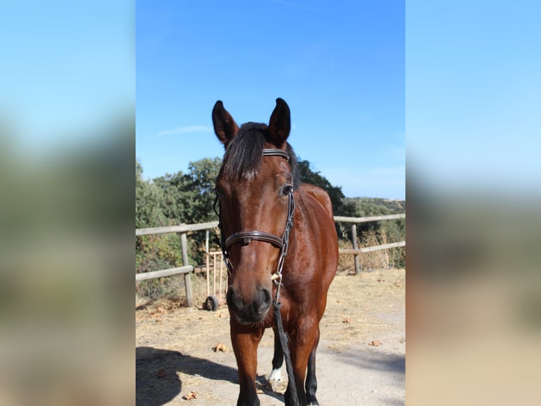 Selle Francais Wallach 4 Jahre 167 cm Brauner in Madrid