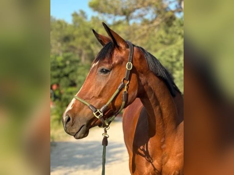Selle Francais Wallach 4 Jahre 167 cm Brauner in aix en provence