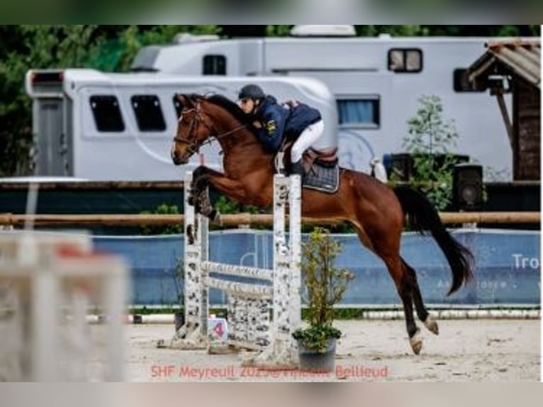 Selle Francais Wallach 4 Jahre 167 cm Brauner in aix en provence