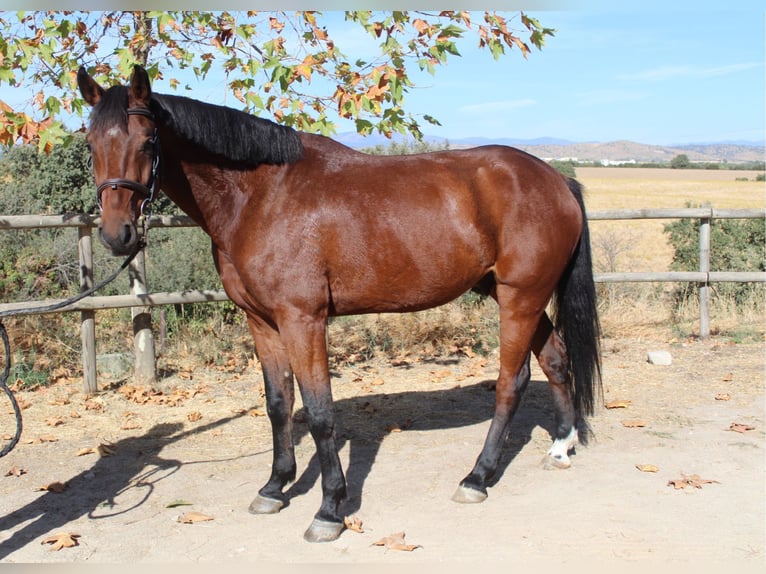 Selle Francais Wallach 4 Jahre 167 cm Brauner in Madrid
