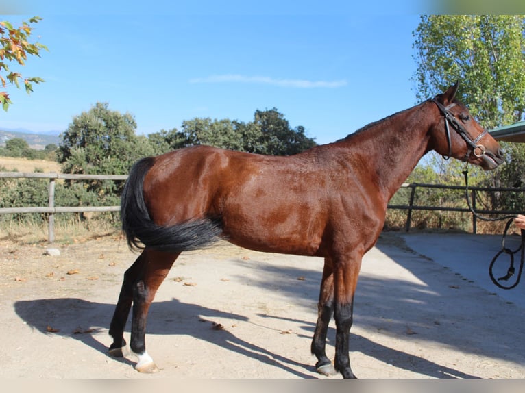 Selle Francais Wallach 4 Jahre 167 cm Brauner in Madrid