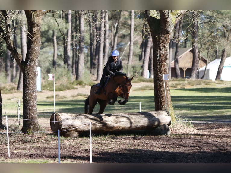 Selle Francais Wallach 4 Jahre 168 cm Brauner in La garnache