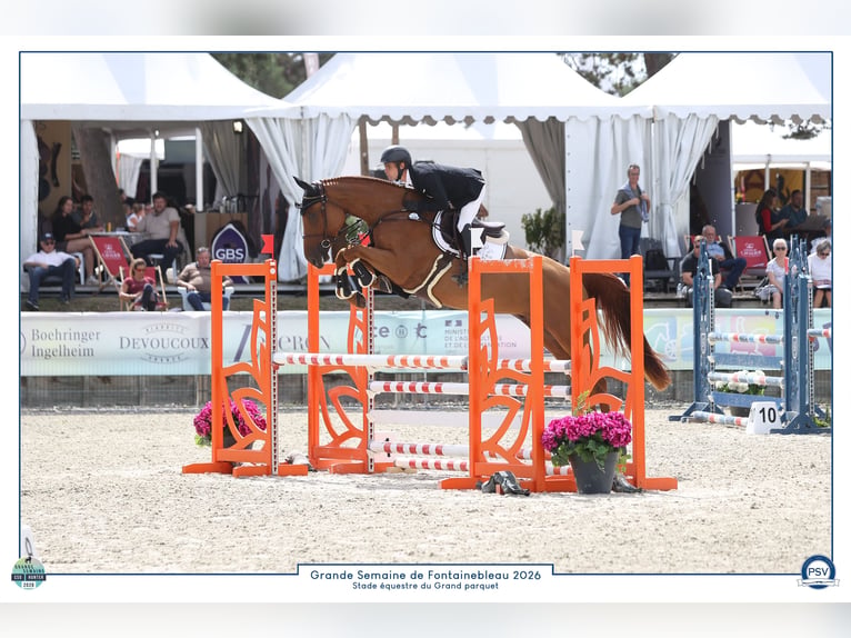 Selle Francais Wallach 4 Jahre 169 cm Fuchs in Plédran