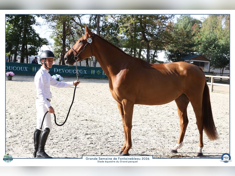 Selle Francais Wallach 4 Jahre 169 cm Fuchs in Plédran