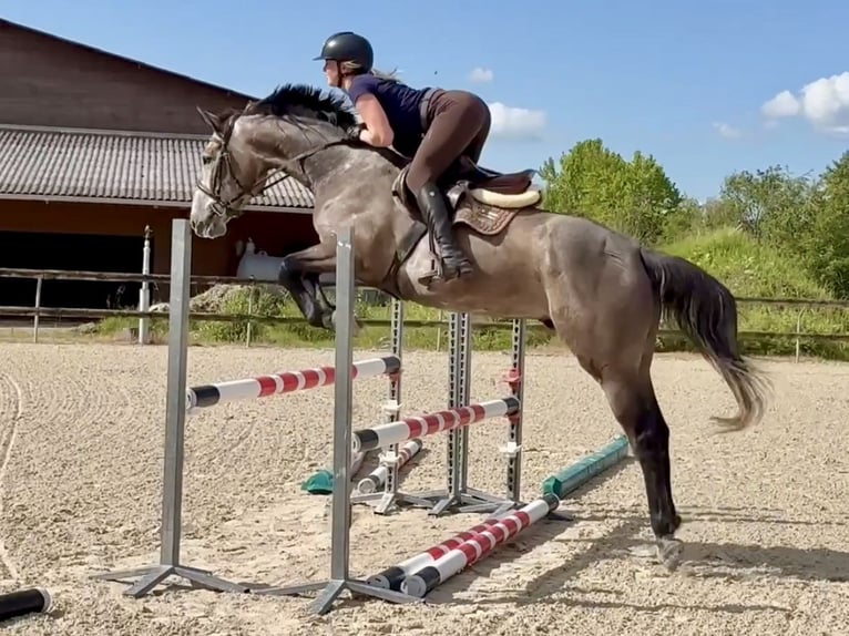 Selle Francais Wallach 4 Jahre 169 cm Schimmel in Grilly