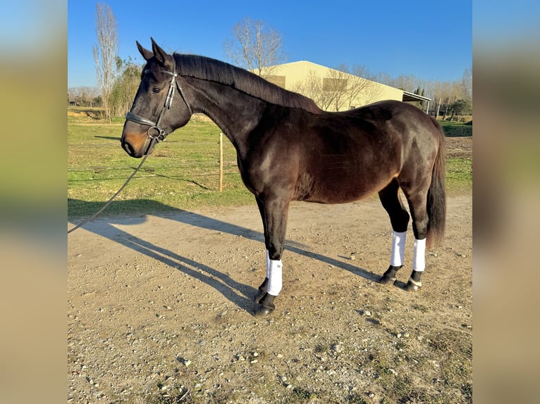 Selle Francais Wallach 4 Jahre 170 cm Schwarzbrauner in Lansargues