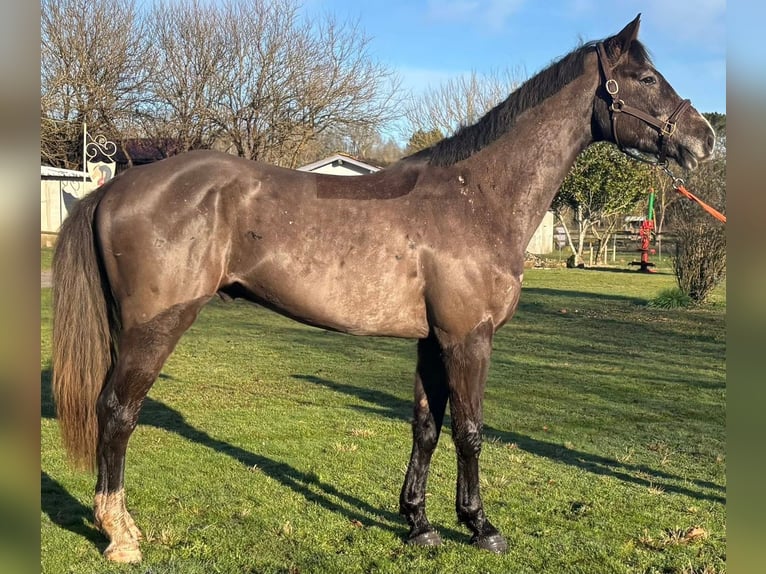 Selle Francais Wallach 4 Jahre 170 cm Schwarzbrauner in Montoire-sur-le-Loir