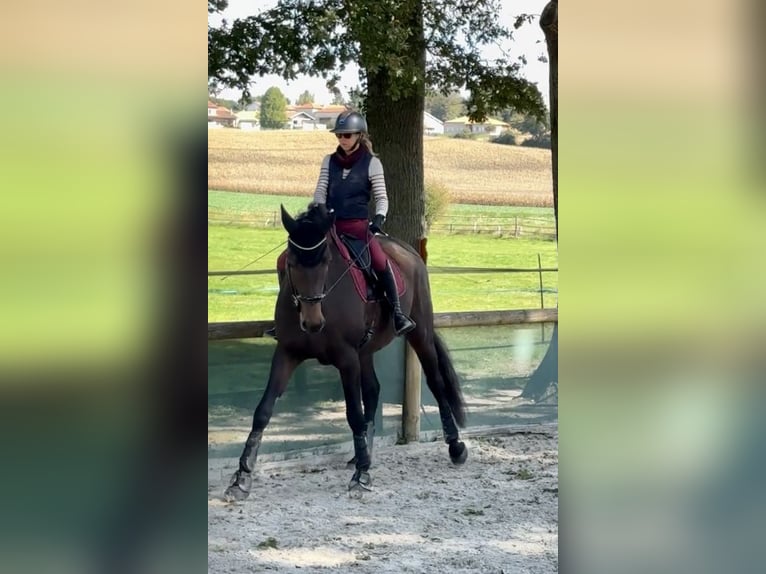 Selle Francais Wallach 4 Jahre 178 cm Brauner in tramoyes