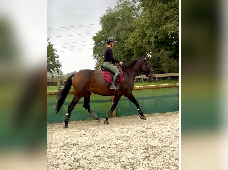 Selle Francais Wallach 4 Jahre 178 cm Brauner in tramoyes