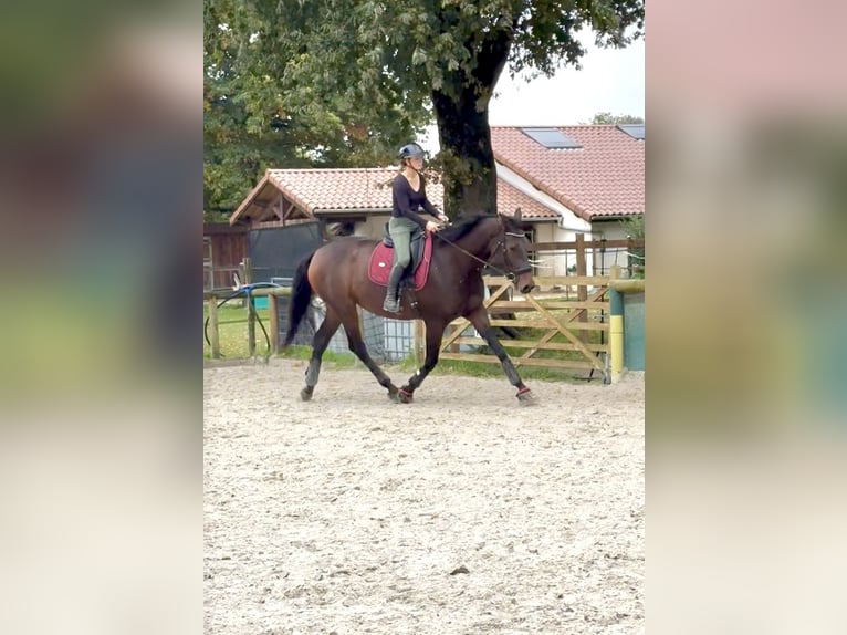 Selle Francais Wallach 4 Jahre 178 cm Brauner in tramoyes