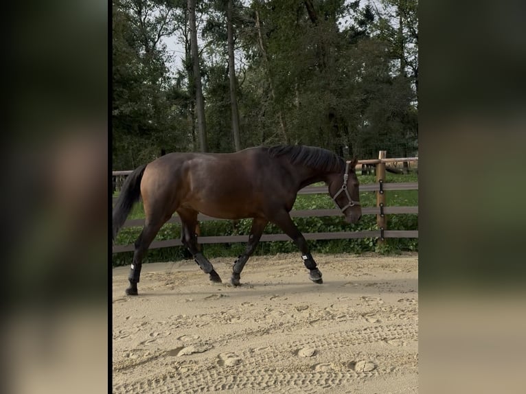 Selle Francais Wallach 4 Jahre 178 cm Brauner in tramoyes