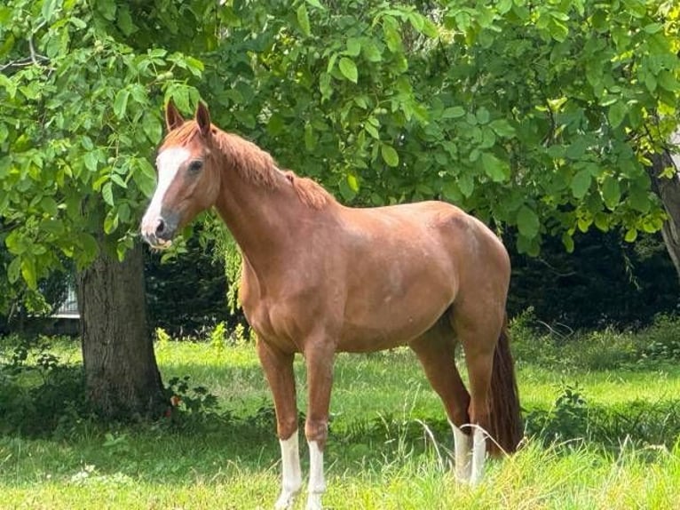 Selle Francais Wallach 5 Jahre 158 cm Fuchs in Besan&#xE7;on