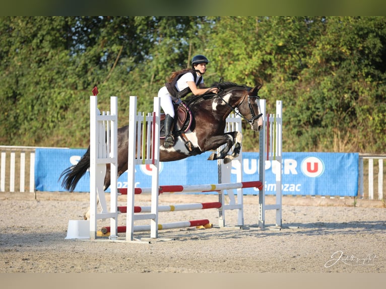 Selle Francais Mix Wallach 5 Jahre 163 cm Overo-alle-Farben in Saint hippolyte
