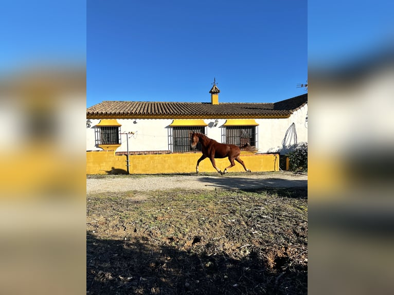 Selle Francais Mix Wallach 5 Jahre 163 cm Rotfuchs in Arcos de la Frontera