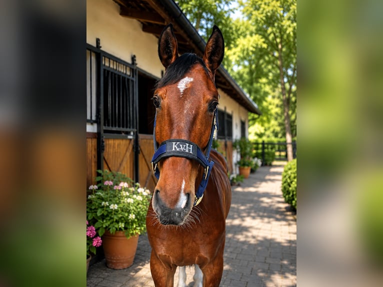 Selle Francais Wallach 5 Jahre 165 cm Brauner in Winkel