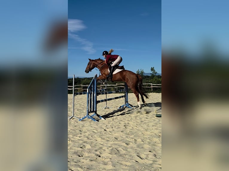 Selle Francais Wallach 5 Jahre 165 cm Fuchs in Saint-Gineis-en-Coiron