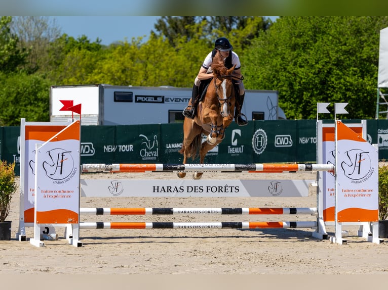 Selle Francais Wallach 5 Jahre 166 cm Dunkelfuchs in Saint-Pierre-de-Coutances