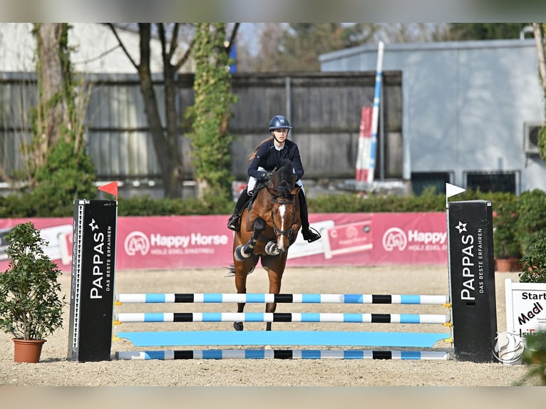 Selle Francais Wallach 5 Jahre 168 cm Brauner in Linz