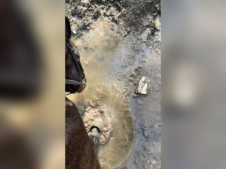 Selle Francais Wallach 5 Jahre 168 cm Schwarzbrauner in Trooz