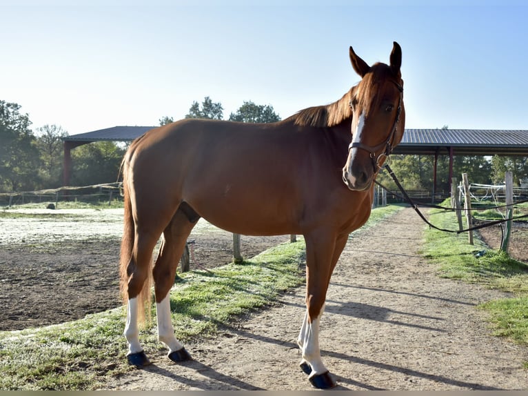 Selle Francais Wallach 5 Jahre 170 cm Dunkelfuchs in G&#xE9;tign&#xE9;