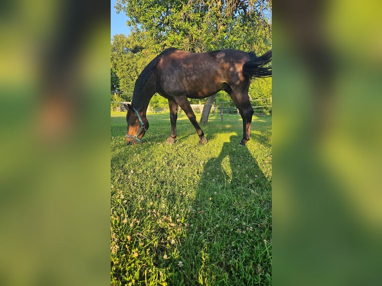 Selle Francais Wallach 5 Jahre 172 cm Schwarzbrauner in Basancon