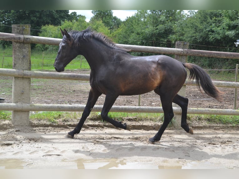 Selle Francais Wallach 5 Jahre Rappe in La Chapelle en Juger, Basse-Normandie