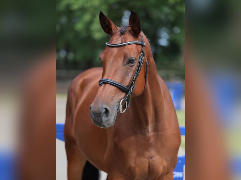 Selle Francais Wallach 6 Jahre 164 cm Brauner in Diepholz