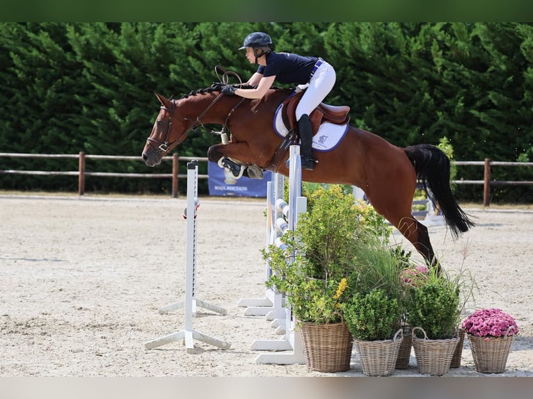 Selle Francais Wallach 6 Jahre 164 cm Brauner in Diepholz