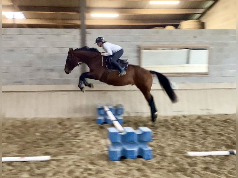 Selle Francais Wallach 6 Jahre 165 cm Brauner in Altkirch