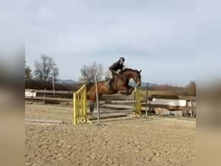 Selle Francais Wallach 6 Jahre 165 cm Brauner in Altkirch