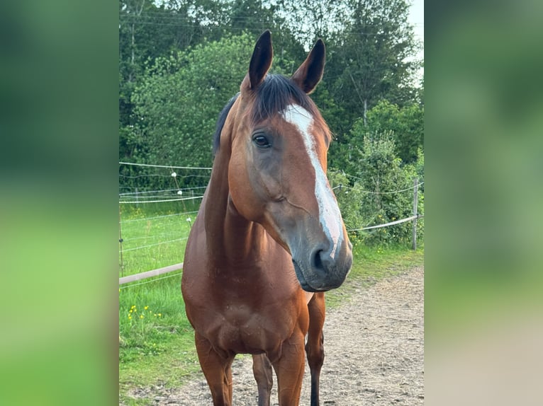 Selle Francais Wallach 6 Jahre 165 cm Brauner in Liège