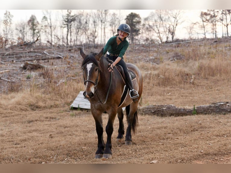 Selle Francais Mix Wallach 6 Jahre 165 cm Buckskin in Clover