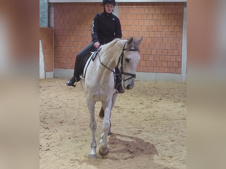 Selle Francais Wallach 6 Jahre 165 cm Fliegenschimmel in Blomberg