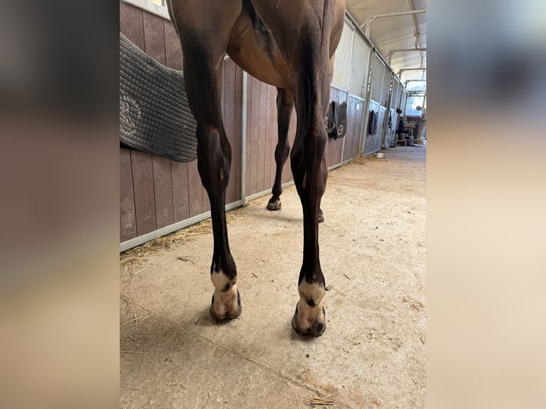 Selle Francais Wallach 6 Jahre 166 cm Brauner in GROTE-BROGEL